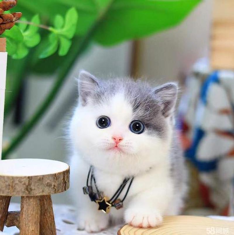 英短喂食标准—英短猫喂养指南：科学配比，健康成长-第1张图片-猫咪屋