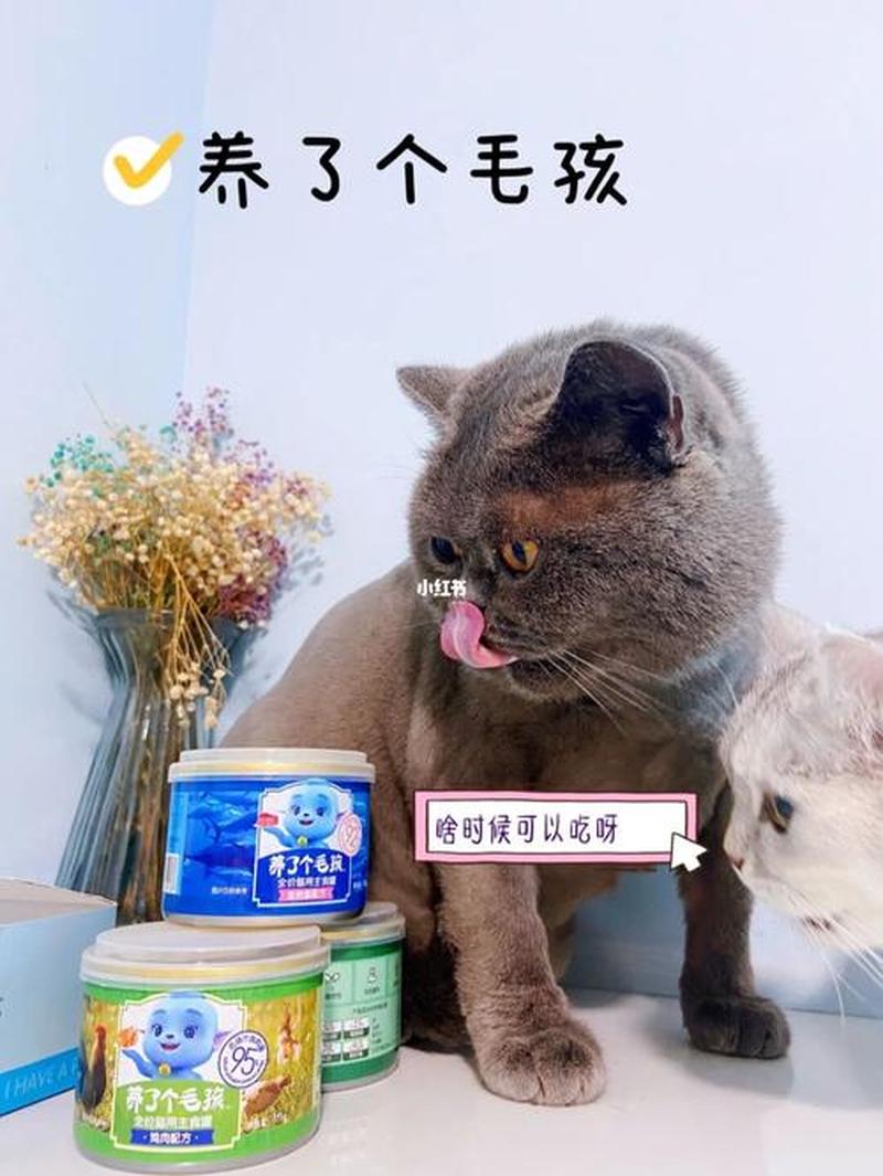 猫咪食欲不好吃什么—猫咪食欲不好吃什么药能提高食欲-第1张图片-猫咪屋