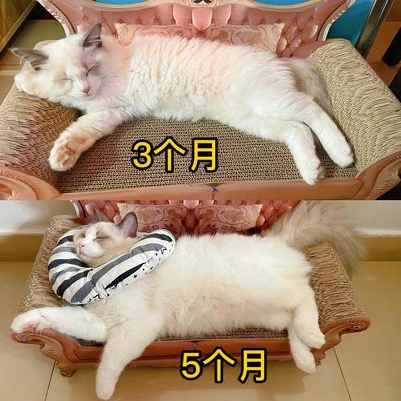 一个多月的猫怎么喂(月龄猫猫喂养指南：从断奶到独立)-第1张图片-猫咪屋