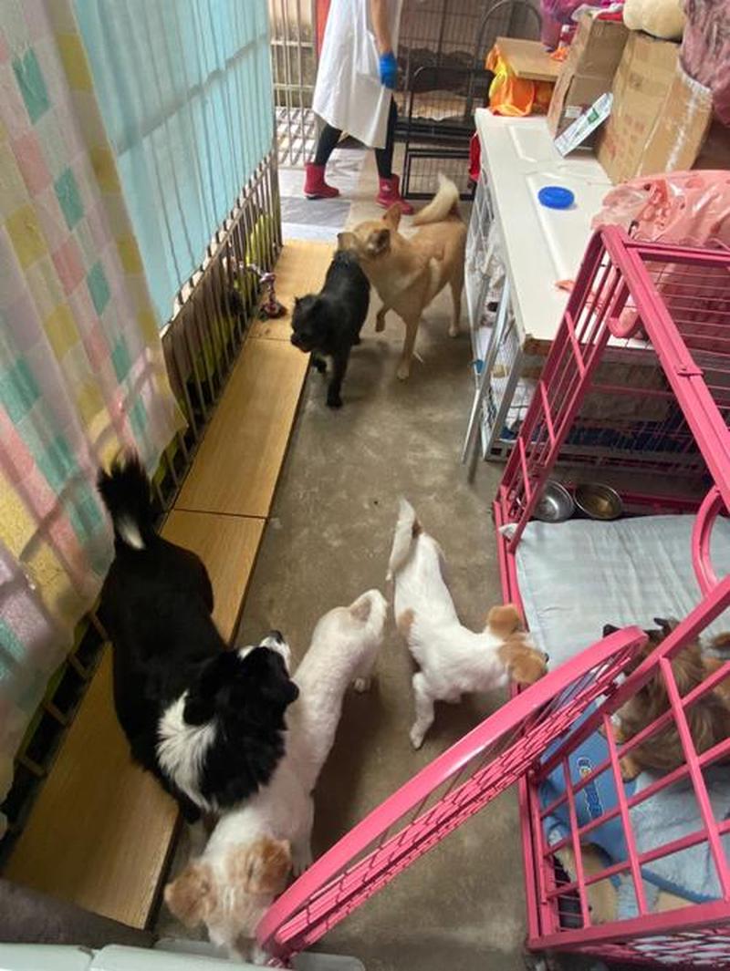 领养猫咪救助站骗局—宠物领养救助站-第1张图片-猫咪屋