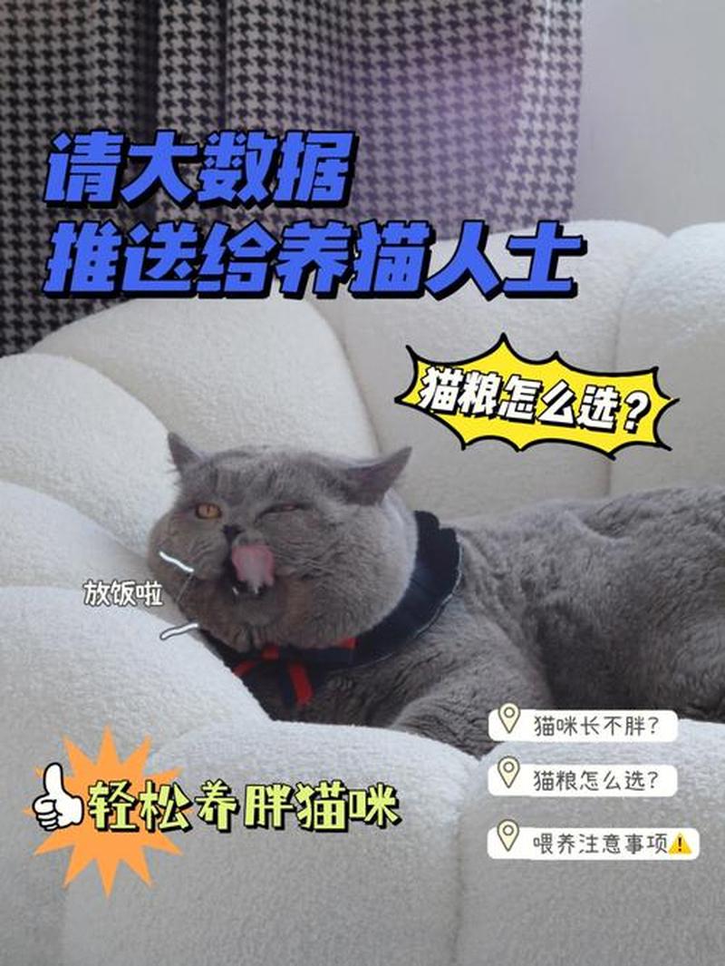 养猫要定时放饭吗—定时消毒，守护猫咪健康-第1张图片-猫咪屋