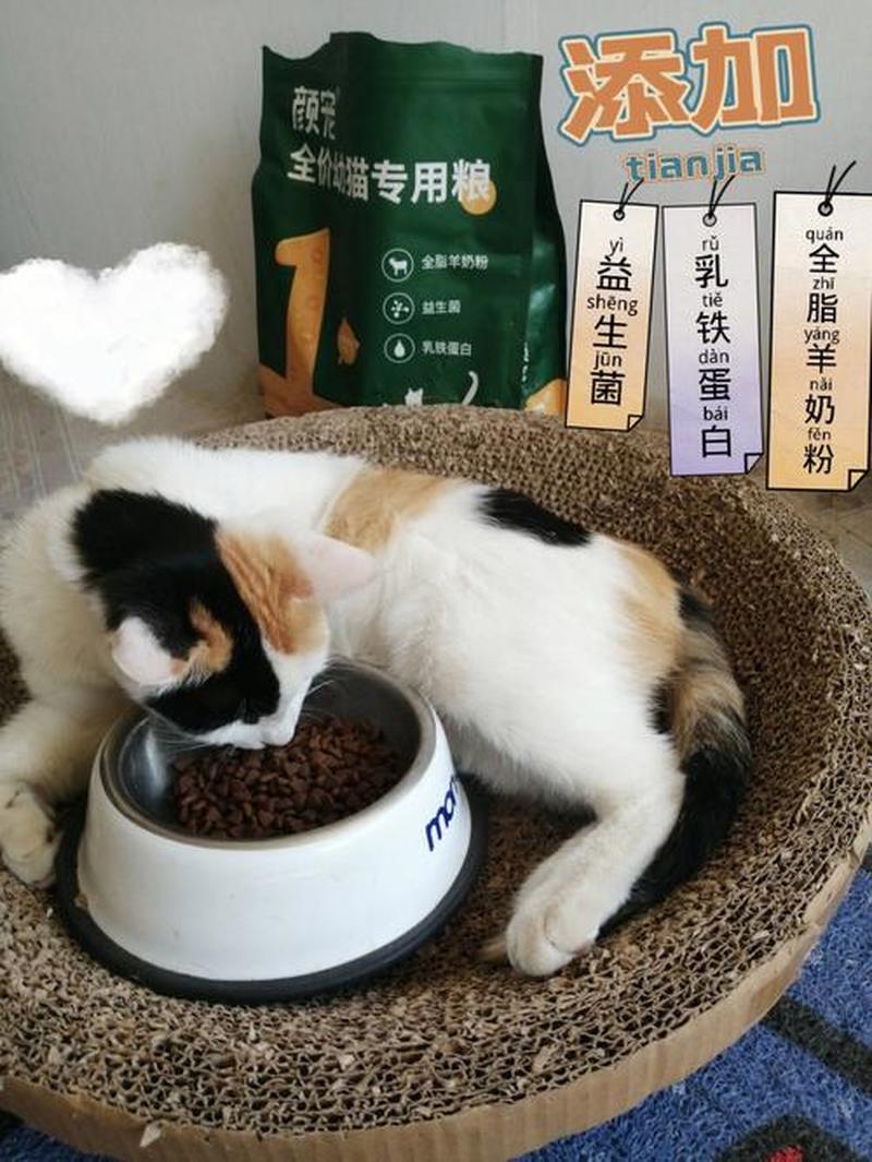 给幼猫喂奶粉怎么喂(给幼猫喂奶粉怎么喂的)-第1张图片-猫咪屋