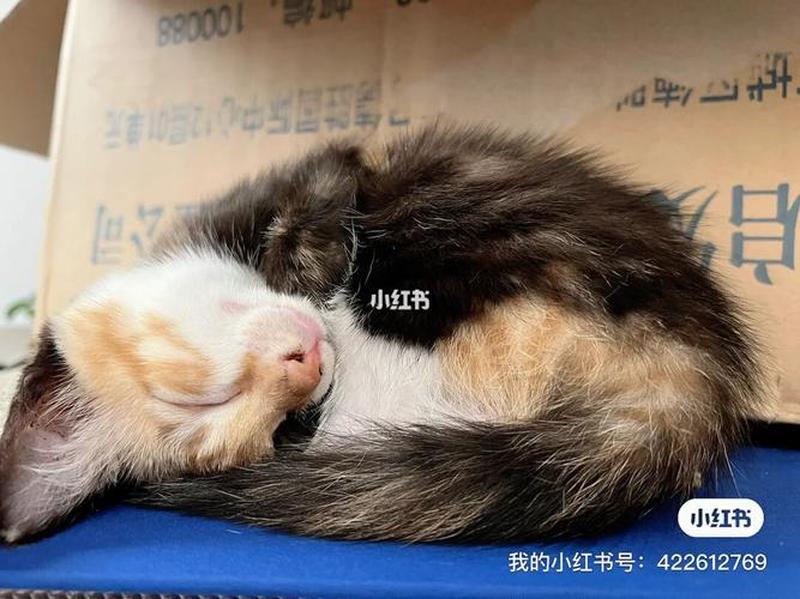 长宁领养猫—上海领养猫吧-第1张图片-猫咪屋