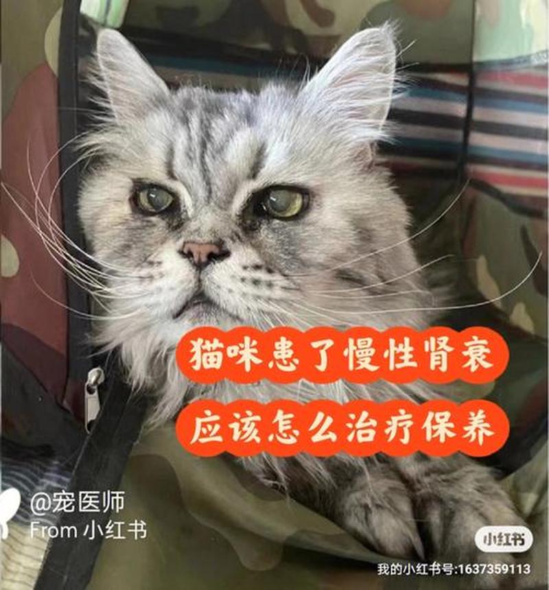 猫咪肾没食欲吃什么药(猫咪肾衰不吃饭怎么办)-第1张图片-猫咪屋