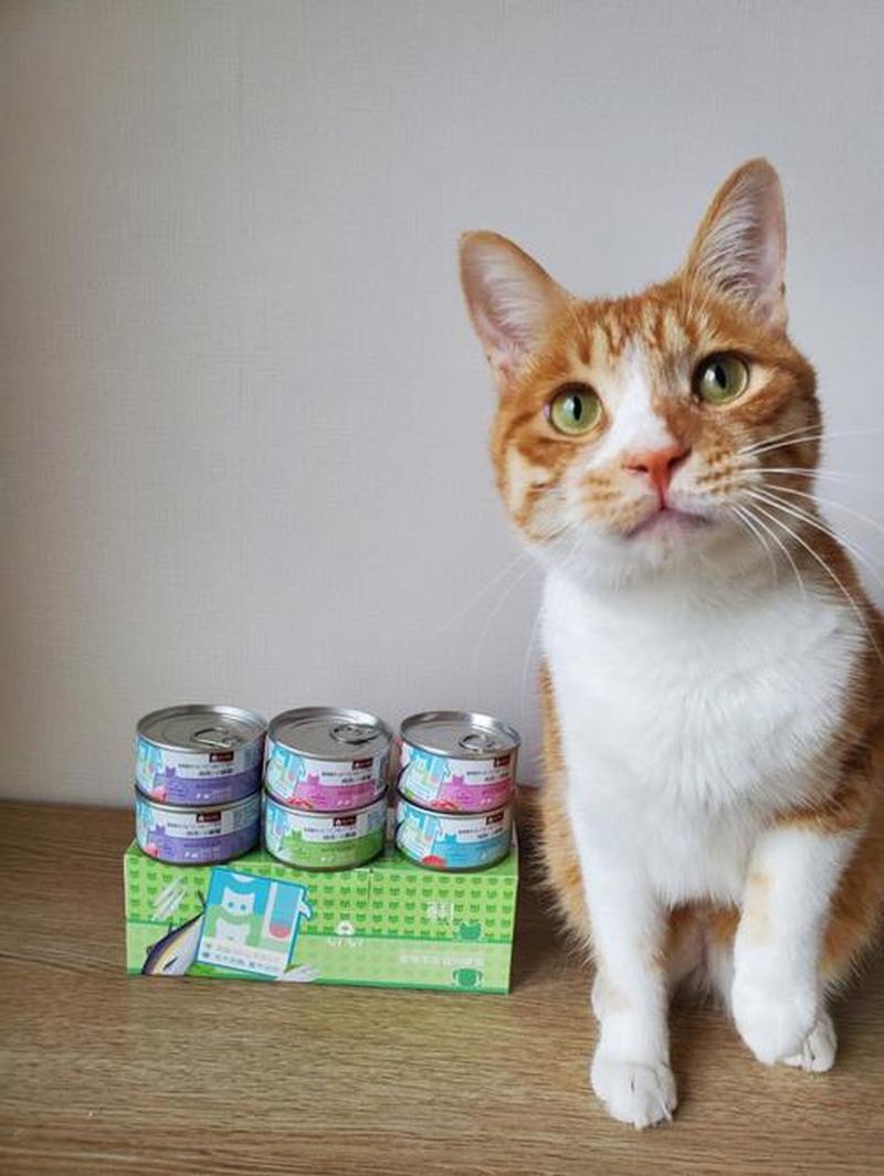 给猫减肥喂罐头可以吗—给猫减肥喂罐头可以吗视频-第1张图片-猫咪屋