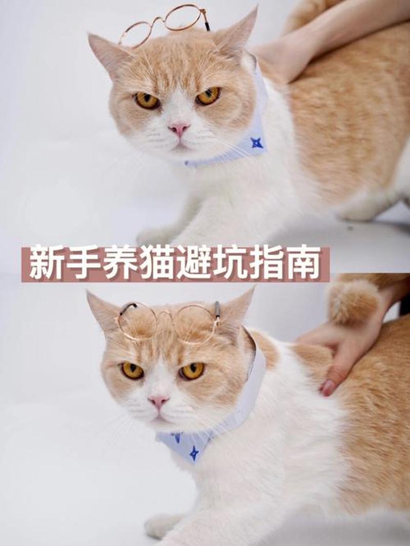 新手养猫需要准备什么—新猫迎新家：新手铲屎官必备指导手册-第1张图片-猫咪屋