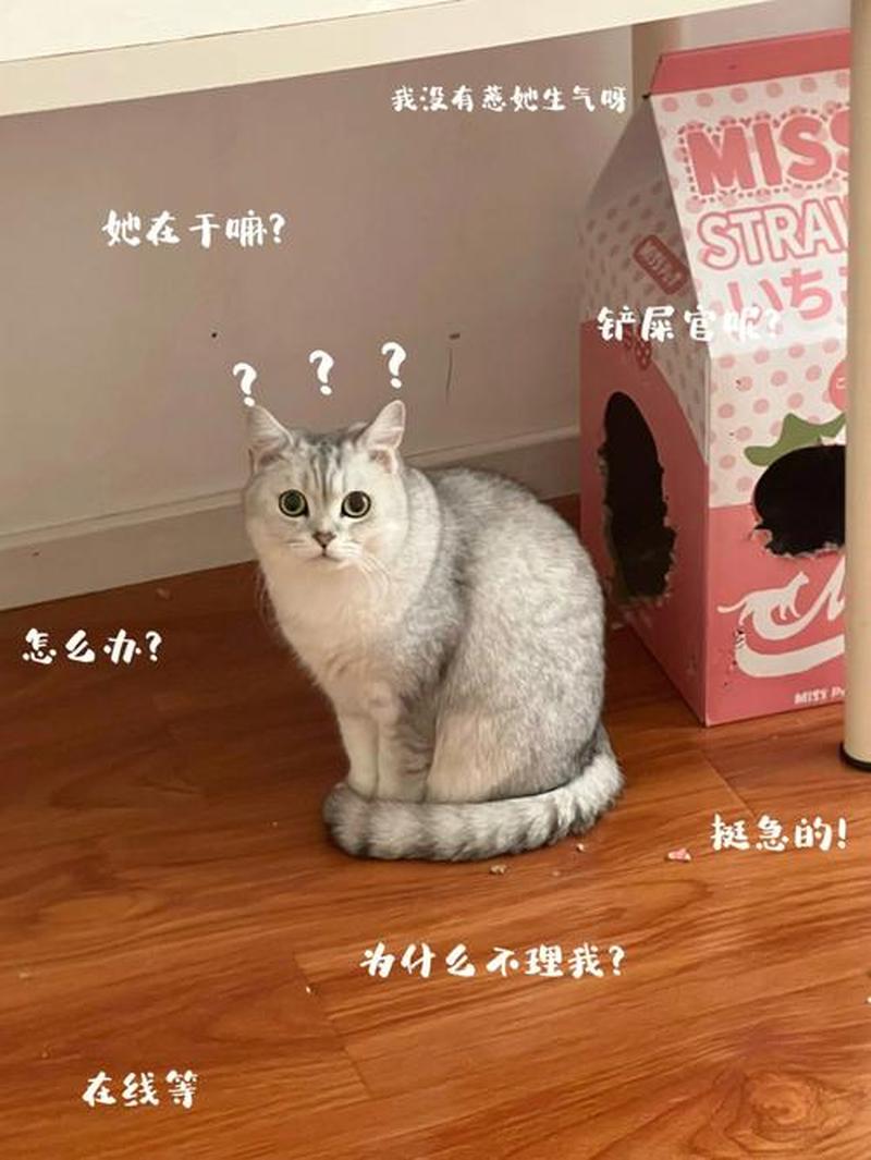 想领养猫咪的—想领养猫咪的说说搞笑-第1张图片-猫咪屋