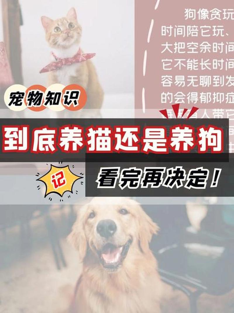 帮忙代养猫狗软件(代养宠物平台)-第1张图片-猫咪屋