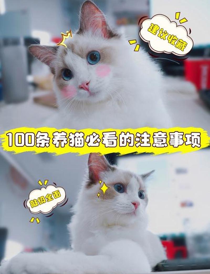 新手养猫奶猫_初养喵咪奶猫指南：新手必备-第1张图片-猫咪屋