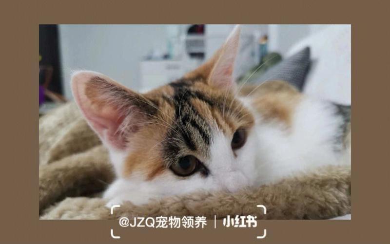 贵州领养猫网_贵州领养猫网站有哪些-第1张图片-猫咪屋