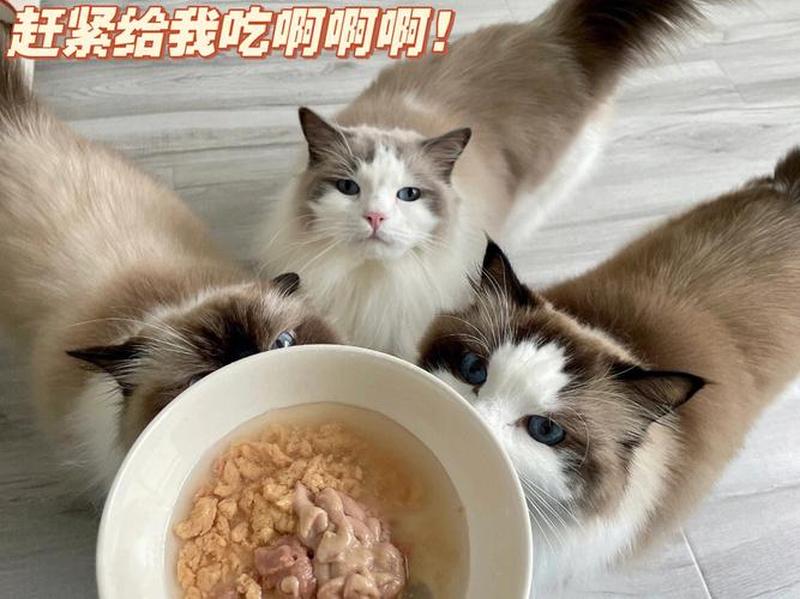 之一次喂猫牛肉不吃_之一次喂猫牛肉不吃会怎么样-第1张图片-猫咪屋