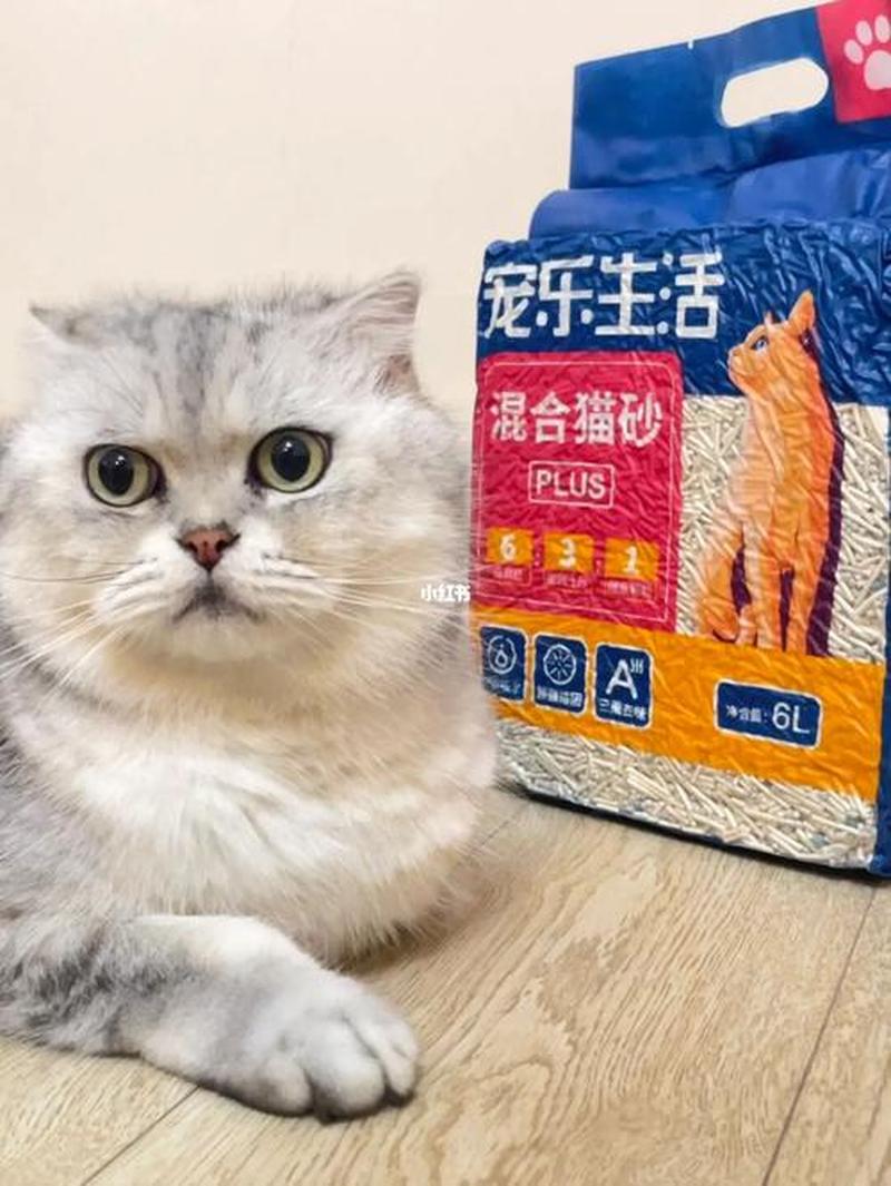 如何养猫没有异味(怎么养猫不臭烘烘的)-第1张图片-猫咪屋