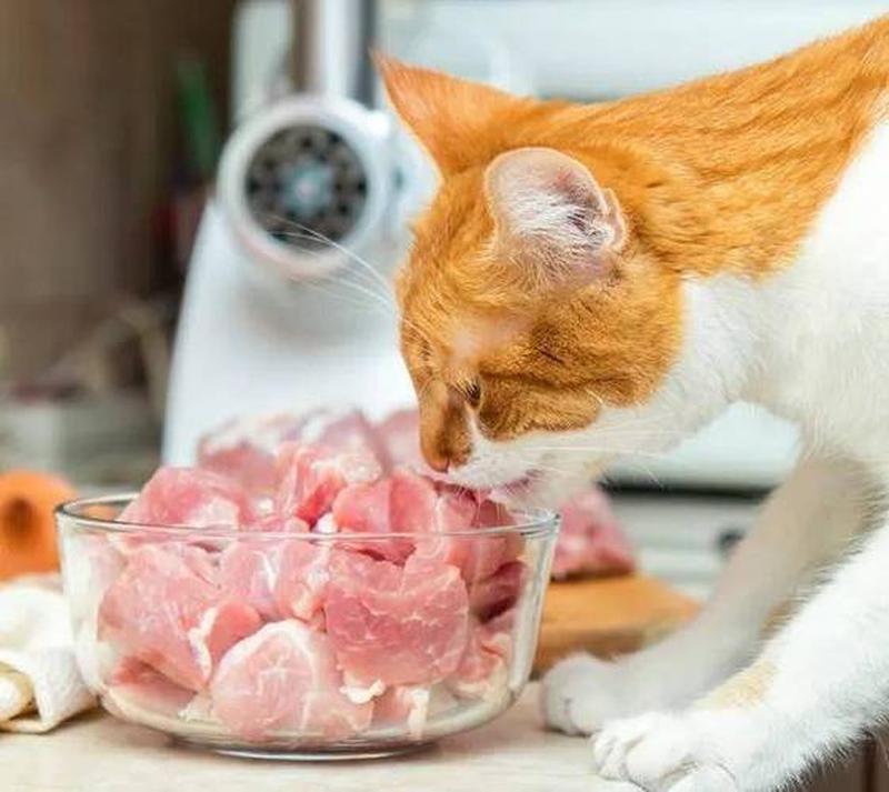 猫狗为什么要吃生骨肉—生肉喂养猫狗：解开自然饮食之谜-第1张图片-猫咪屋