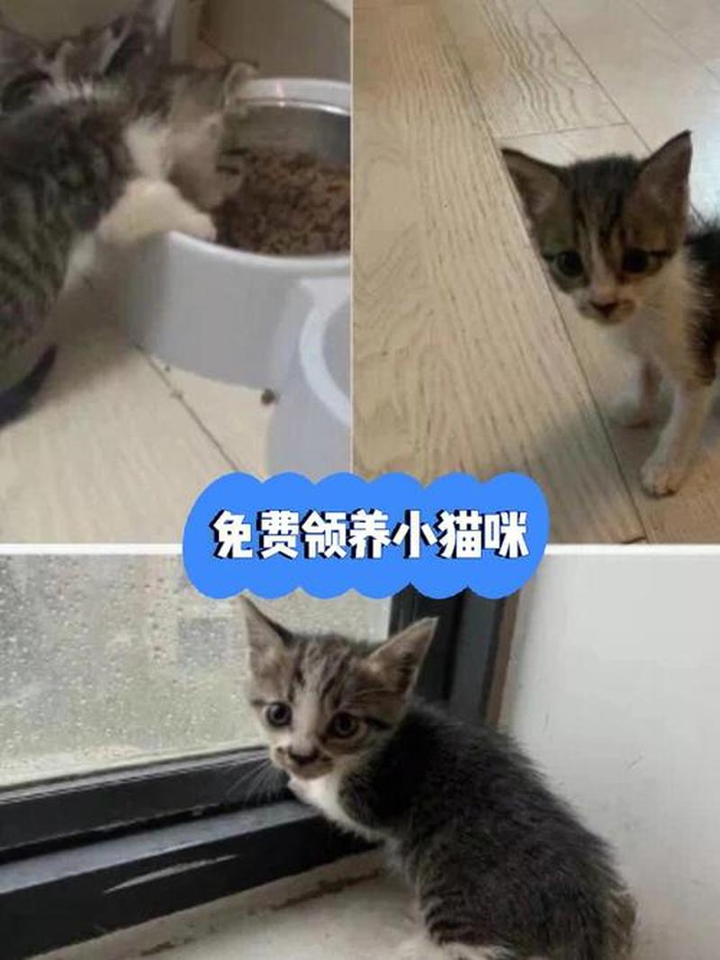 怎么样免费领养猫(怎么样免费领养猫咪)-第1张图片-猫咪屋