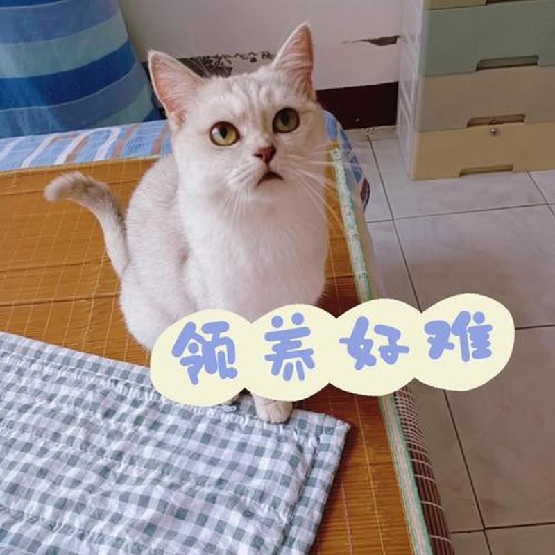 领养猫咪要付钱吗现在_猫咪领养，是否需要付费？-第1张图片-猫咪屋