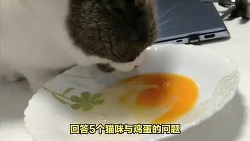 水煮鸡蛋怎么喂猫(水煮鸡蛋喂猫指南：猫咪营养又安全的美味)-第1张图片-猫咪屋