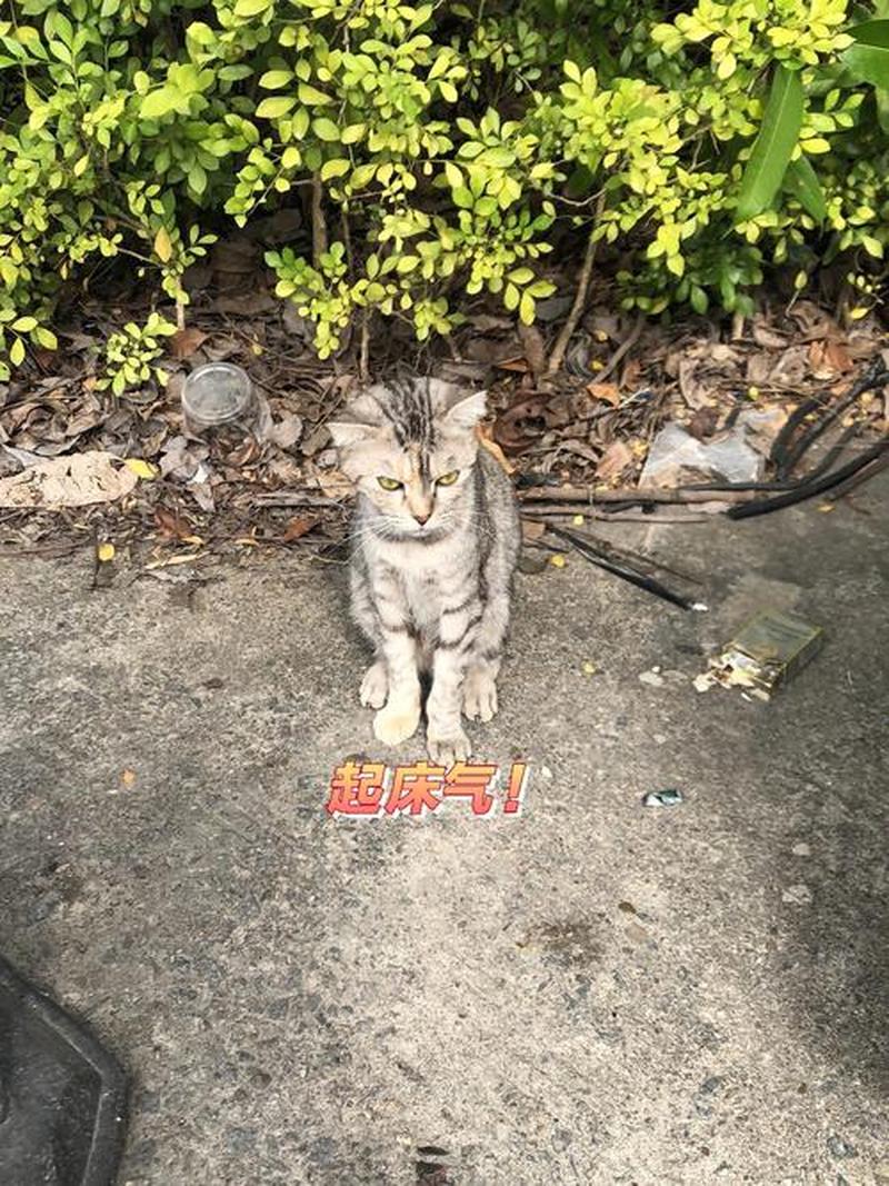 街头免费领养猫—爱心接力，街头领养，毛茸茸的陪伴-第1张图片-猫咪屋