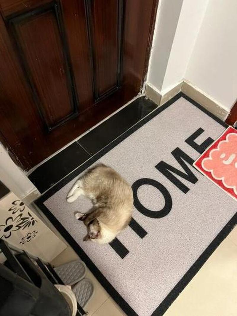 猫在门口叫预示离世(离世前夜 猫咪哀鸣唤亲人)-第1张图片-猫咪屋