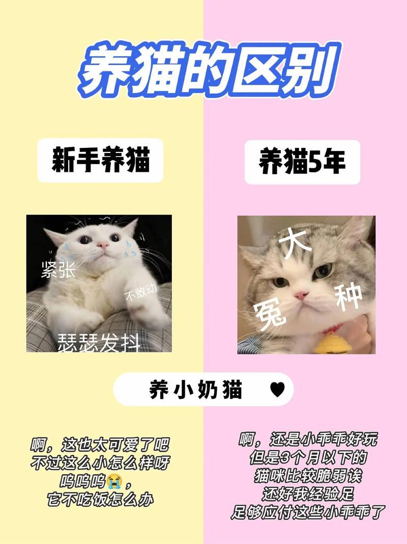 养猫的区别_养猫：陪伴模式之差异-第1张图片-猫咪屋