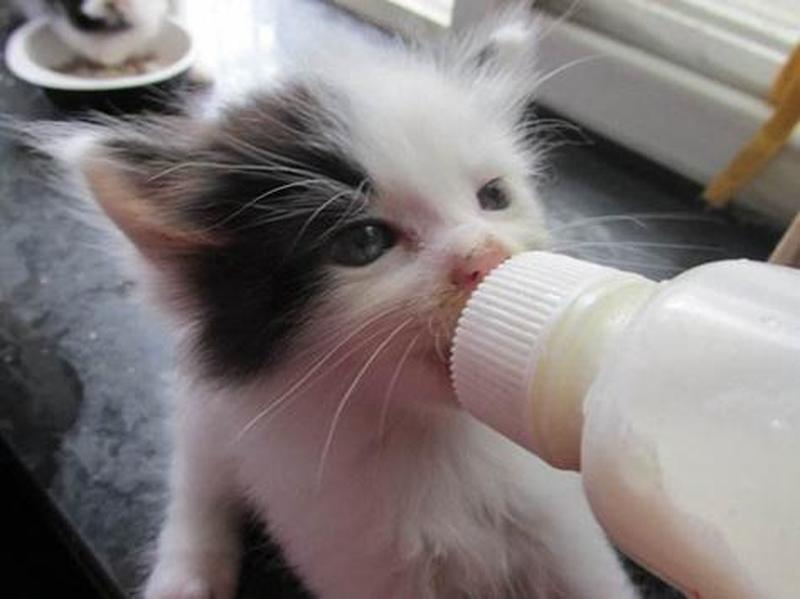 小奶猫喂多少奶粉合适—小奶猫每日喂奶指南：数量与频率全解析-第1张图片-猫咪屋