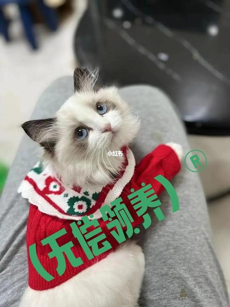 正规领养猫的平台_爱意领养，赋予猫咪新家-第1张图片-猫咪屋