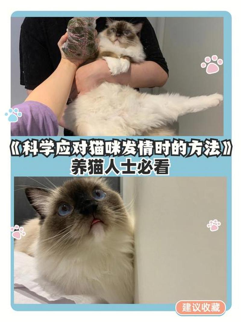 寄养猫的地方叫什么(寄养猫猫全攻略：从准备到照顾的详细指南)-第1张图片-猫咪屋