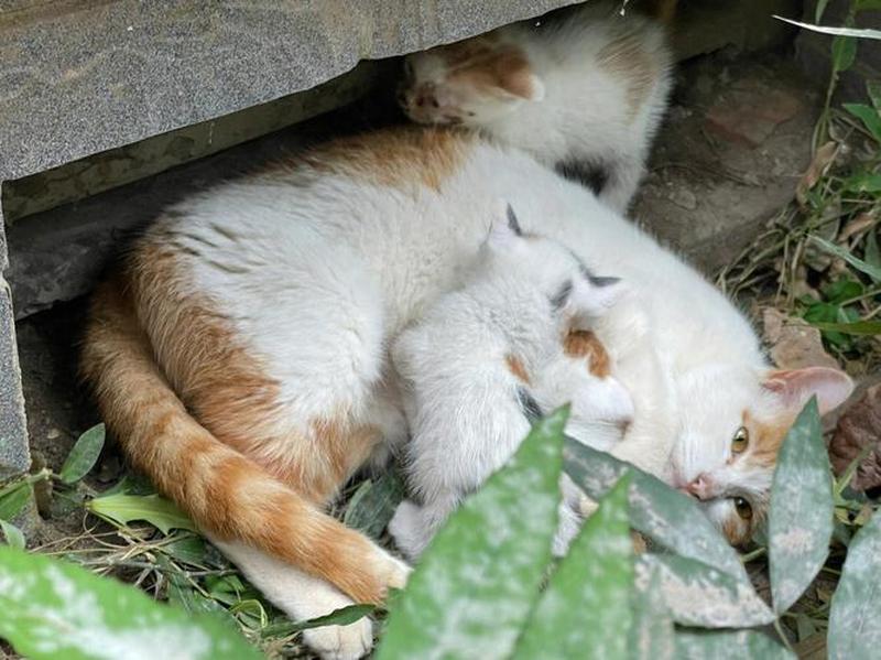 领养的猫猫一直叫(猫咪凄嚎难安 寻求领养庇护所)-第1张图片-猫咪屋