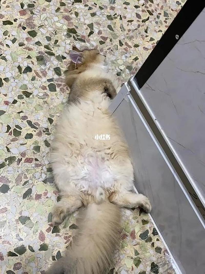 养猫后老打喷嚏_养了猫总是打喷嚏-第1张图片-猫咪屋