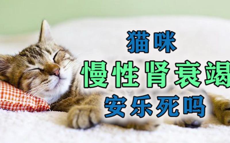 猫肾衰竭能活多久—猫肾衰竭能救活吗-第1张图片-猫咪屋