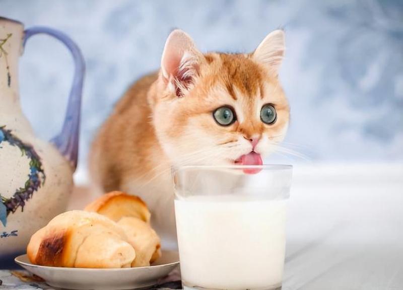 一只猫正常一天吃多少—探索猫猫的进餐频率：一天更佳喂食次数-第1张图片-猫咪屋