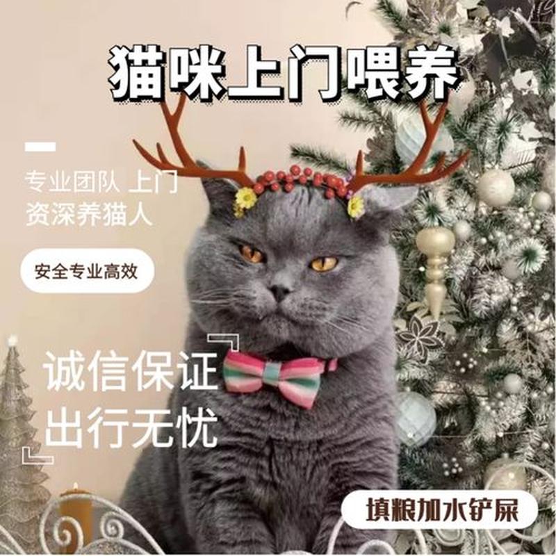 小猫不喂猫粮喂什么意思—小猫不喂食 猫粮寓意深远-第1张图片-猫咪屋