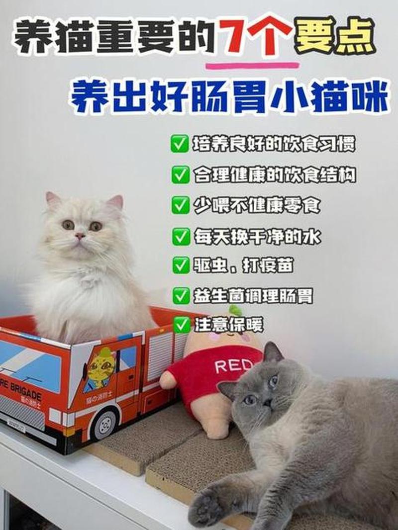 猫生病了喂什么药好(猫猫生病吃啥好，专家指路快速恢复)-第1张图片-猫咪屋