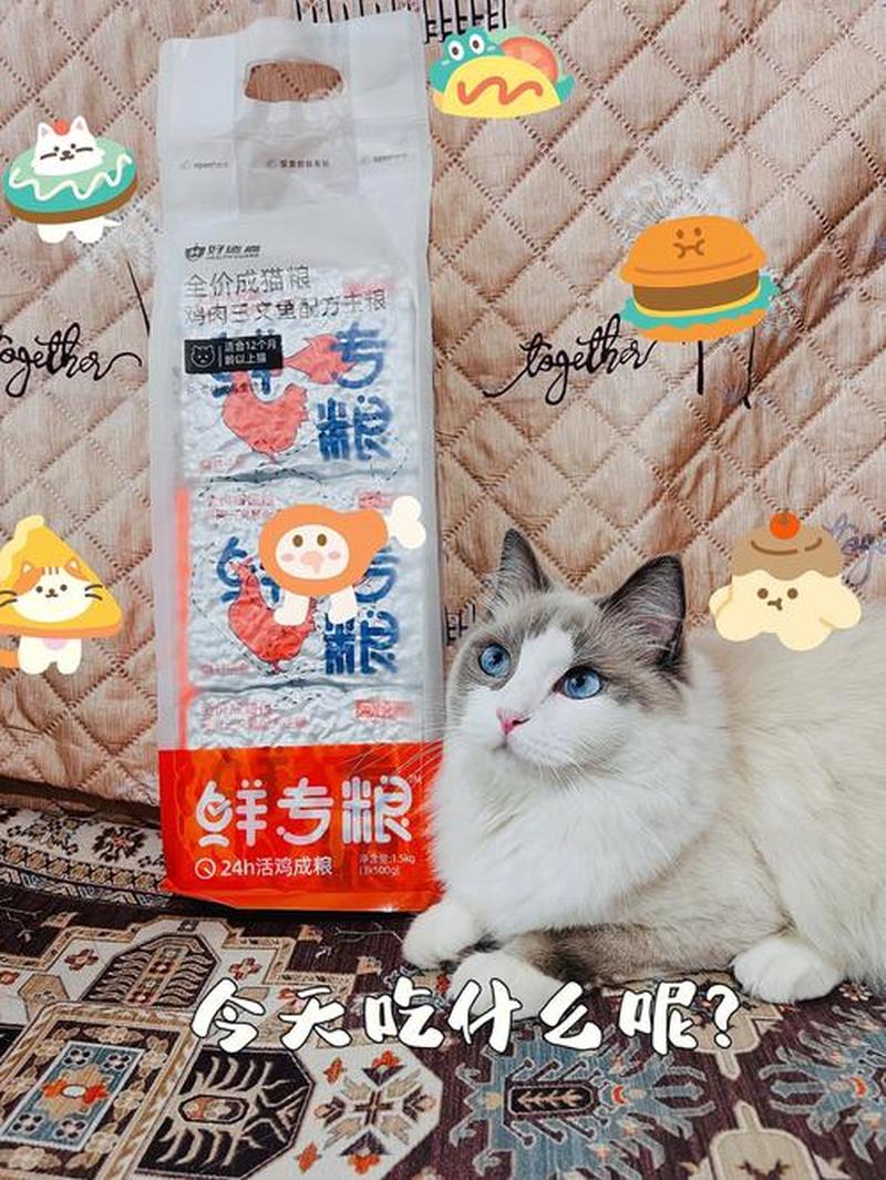 怎么给猫咪喂粮—新手必看小猫喂食猫粮指南-第1张图片-猫咪屋