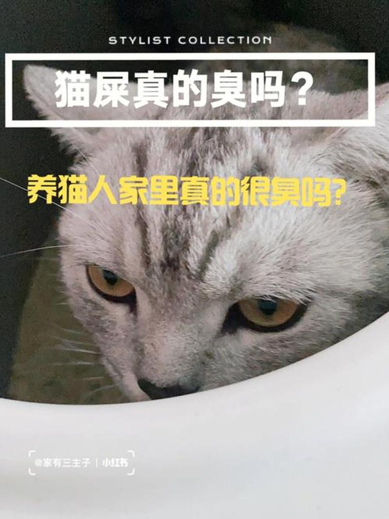 养猫家里面需要多久消毒一次—养猫家庭消毒频率探析-第1张图片-猫咪屋