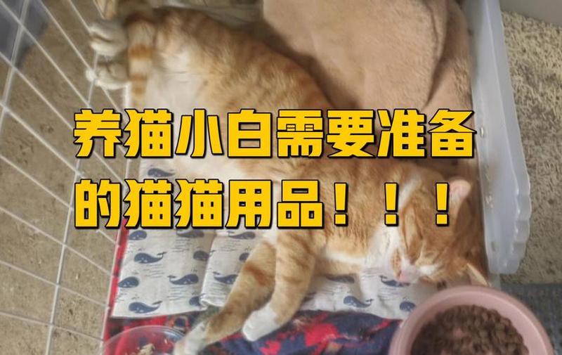 在美国养猫要准备什么东西_在美国养猫前必知：完整清单-第1张图片-猫咪屋