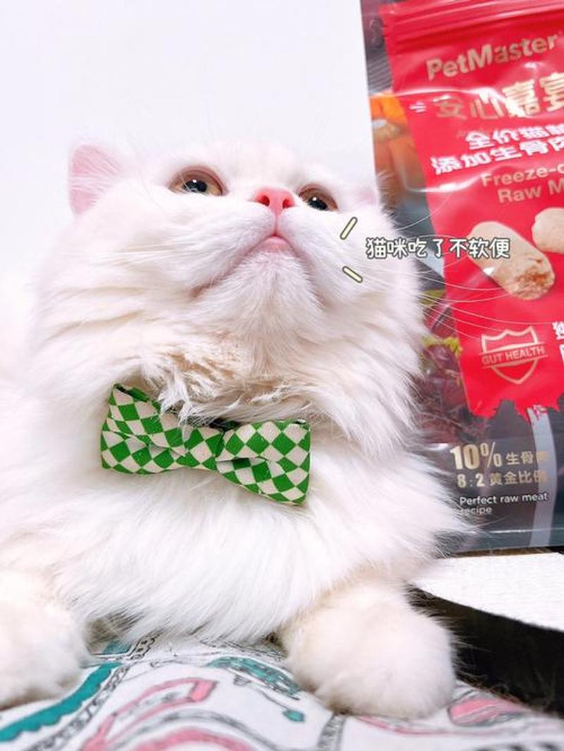 夏天应该怎么喂猫—夏日炎炎，猫咪饮食新攻略，清凉一夏-第1张图片-猫咪屋