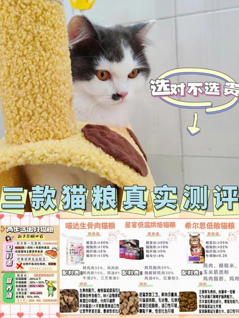 闵行养猫登记(闵行区宠物登记新政：猫猫身份有保障，和谐社区添新举)-第1张图片-猫咪屋