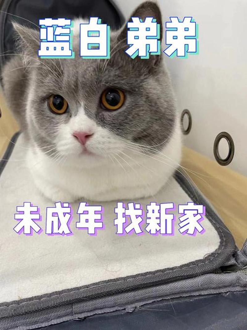 领养猫咪的网站大连—大连领养猫咪，给爱一个温暖的家园-第1张图片-猫咪屋