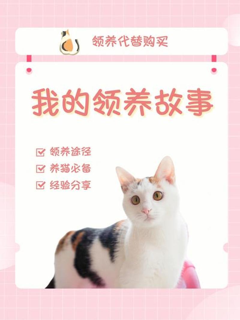 真实的免费领养猫—猫咪领养乐章：让爱无价-第1张图片-猫咪屋