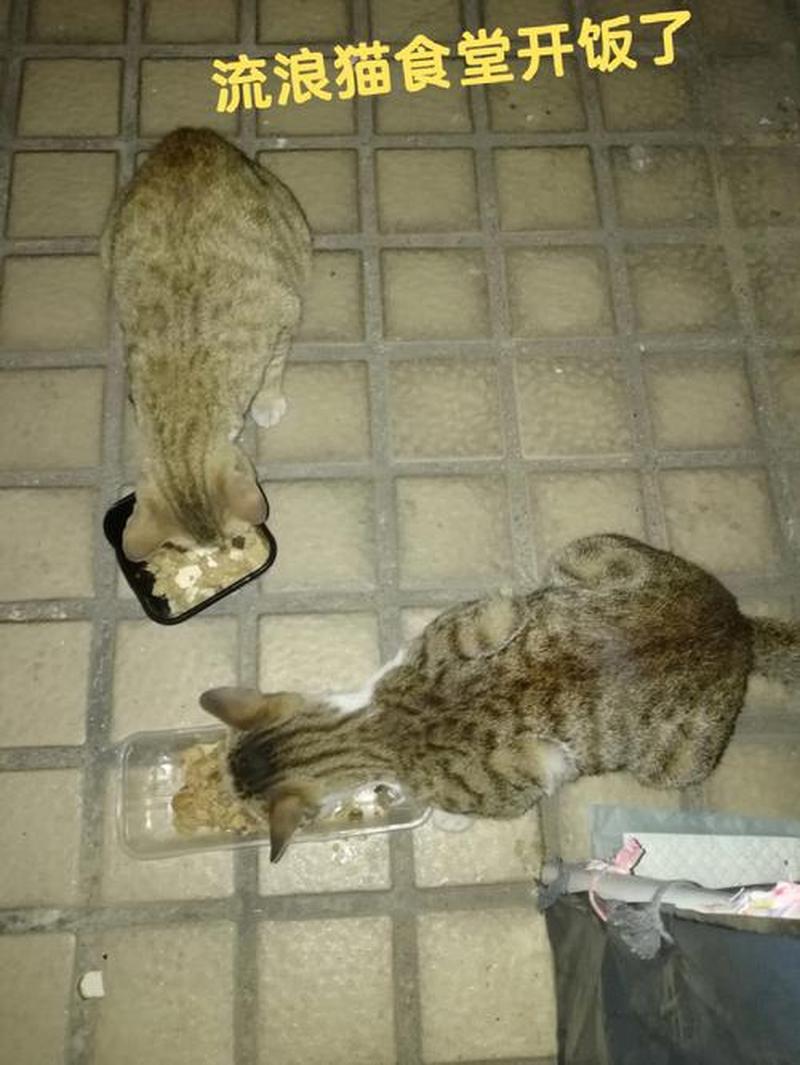 喂流浪猫煮鸡胸肉_猫咪盛宴：爱心烹制的煮鸡胸肉馈赠流浪猫-第1张图片-猫咪屋
