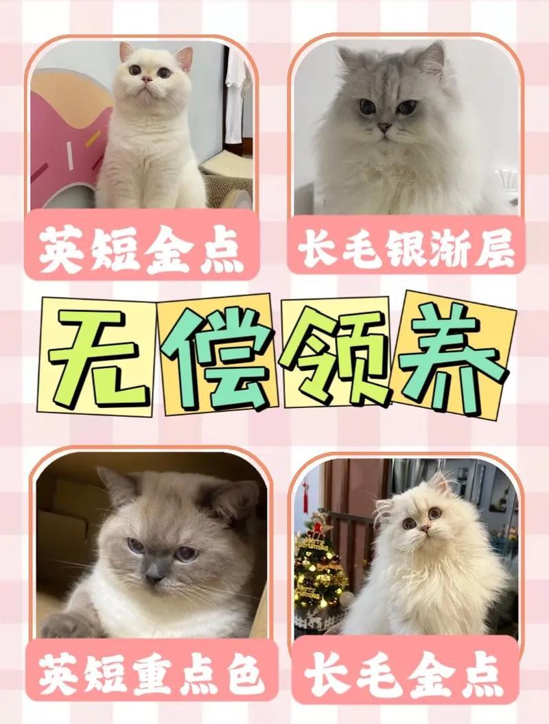 猫网领养猫咪—猫领养app-第1张图片-猫咪屋