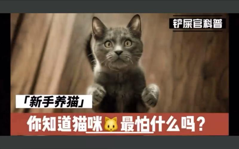 猫最怕什么—喵星人惧怕的动物大揭秘-第1张图片-猫咪屋