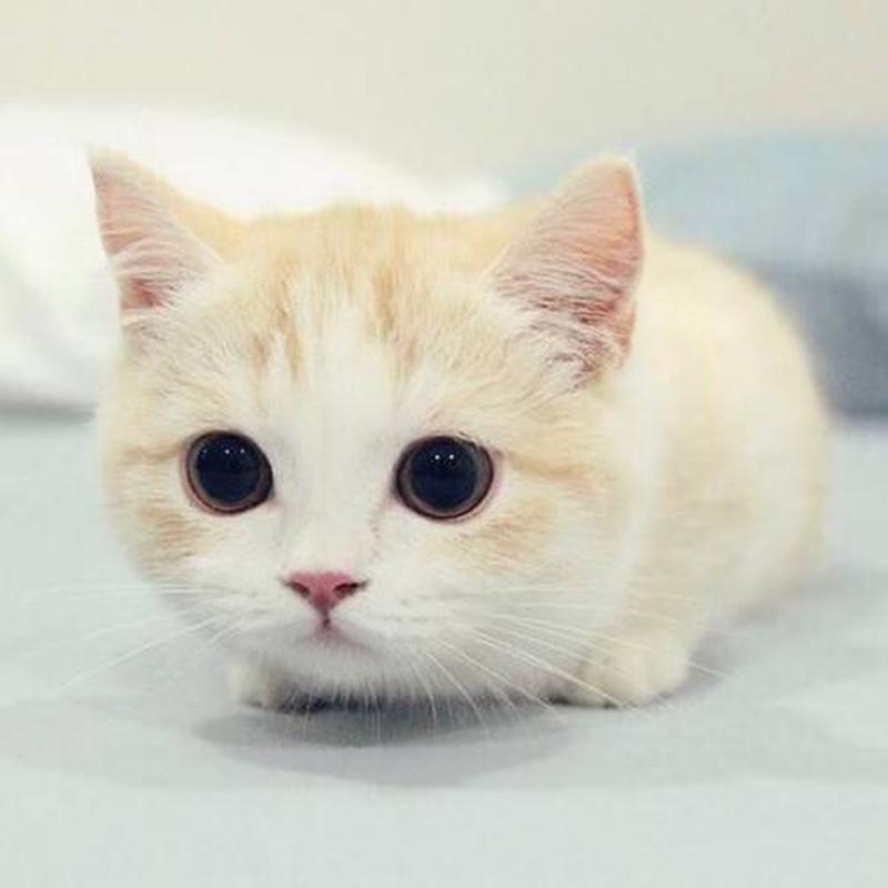 可爱的猫咪(可爱猫咪照片)-第1张图片-猫咪屋