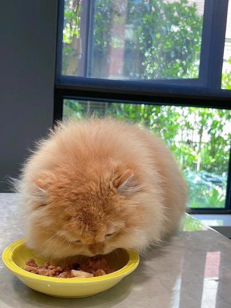 喂猫吃什么胖的快(揭秘猫咪增肥秘诀：科学饮食助你养出胖墩墩猫咪)-第1张图片-猫咪屋