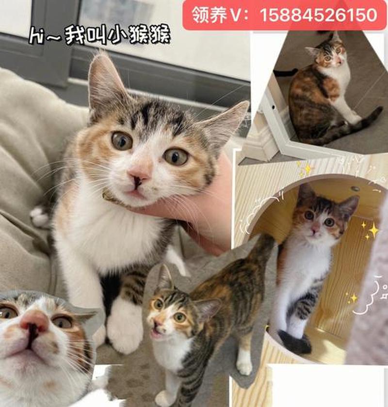 北仑到哪去领养猫(北仑哪里可以领养猫)-第1张图片-猫咪屋