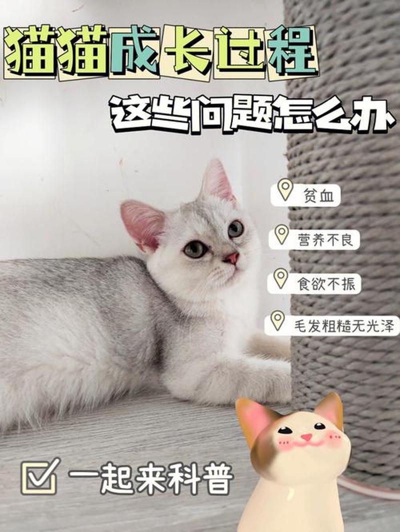 七个月的猫咪突然食欲不振怎么办—七个月猫咪食欲骤减 疑云笼罩-第1张图片-猫咪屋