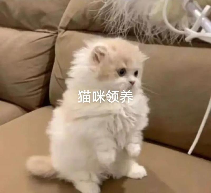 领养猫的小程序(猫咪之家，领养不弃 养只萌宠，充实你心)-第1张图片-猫咪屋