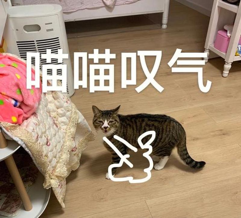 做生意为什么不能养猫(商业世界里的猫咪禁令：为何猫与生意格格不入)-第1张图片-猫咪屋