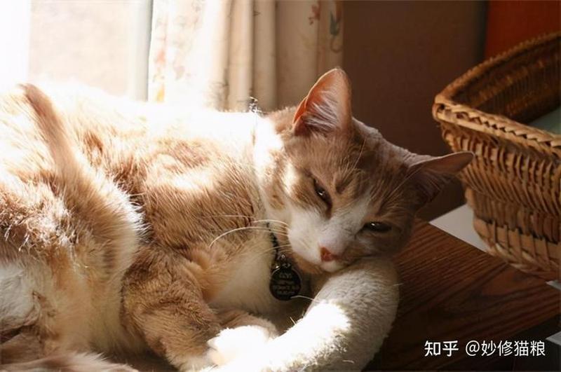 猫食欲不振精神很好—探索猫食欲不振但精神状态异常的新奥秘-第1张图片-猫咪屋