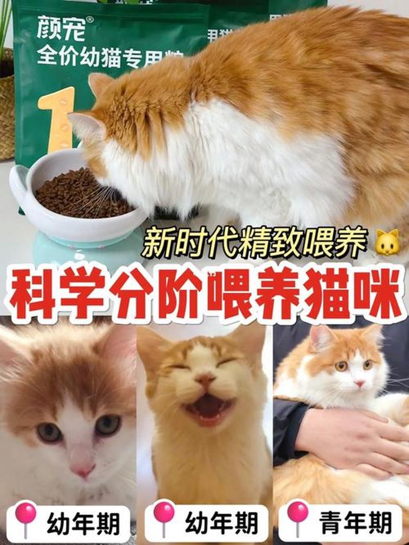 都喂猫吃什么—猫咪饮食全指南：科学喂养，健康成长-第1张图片-猫咪屋